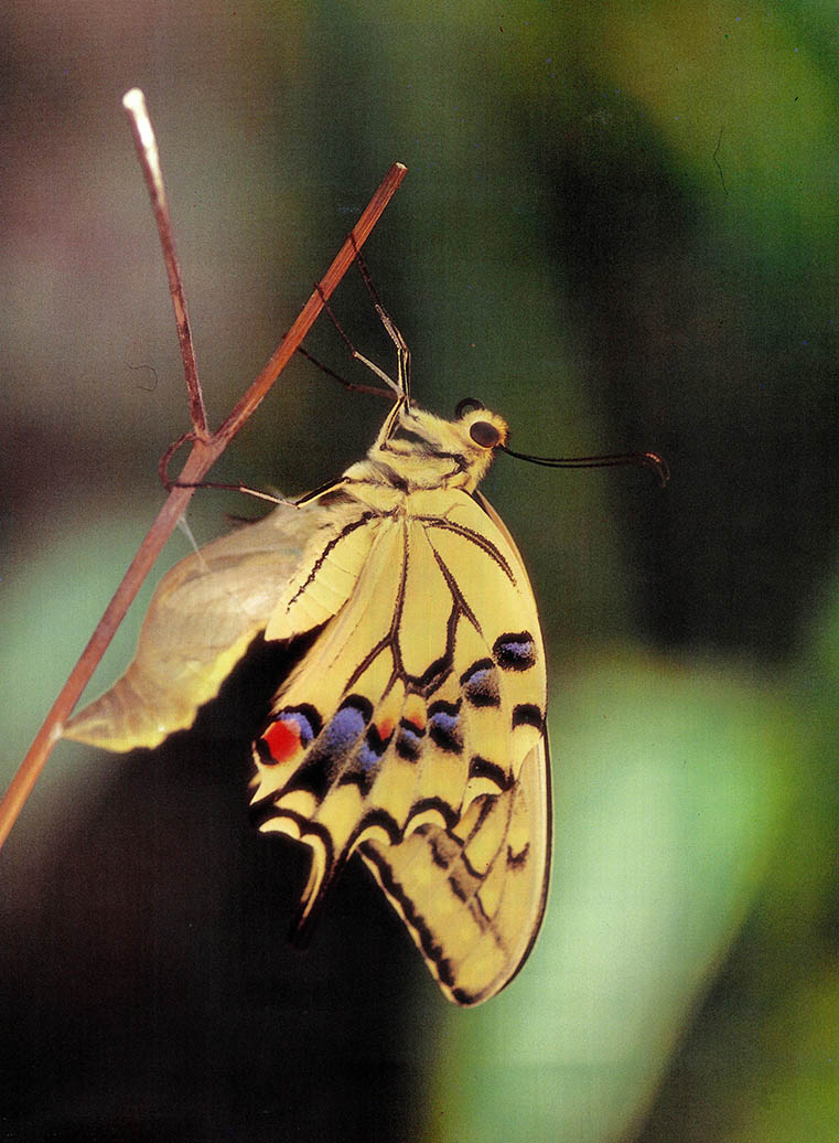 산호랑나비의 완전탈바꿈 Papilio machaon^번데기에서 나오기 시작하여 완전히 날개가 마를 때까지는 약 2시간 30분이 소요된다. 나비아목 호랑나비과 앞날개의 길이 : 36~59mm