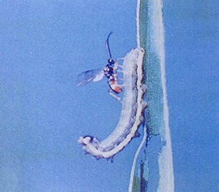 말벌은 풀쐐기 안에 알을 낳고 그 유충이 풀쐐기를 먹으면서 자라나게 된다.
