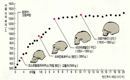 (그림7) 사람 뇌의 생장 그래프