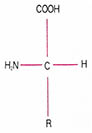 (그림1) 아미노산의 기본 골격