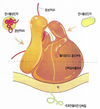 (그림6) 단백질 합성공장 리보솜