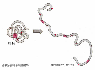 (그림1)다른 온도에서의 단백질 분자의 구조 비교