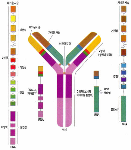 (그림1)항체분자^무거운 사슬과 가벼운 사슬 한 쌍으로 돼 있다. 사슬은 각기 다른 DNA단편으로 구성된 유전자에 의해 암호화된다.