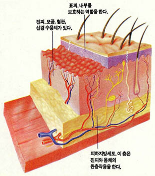 (그림 2)피부의 단면도