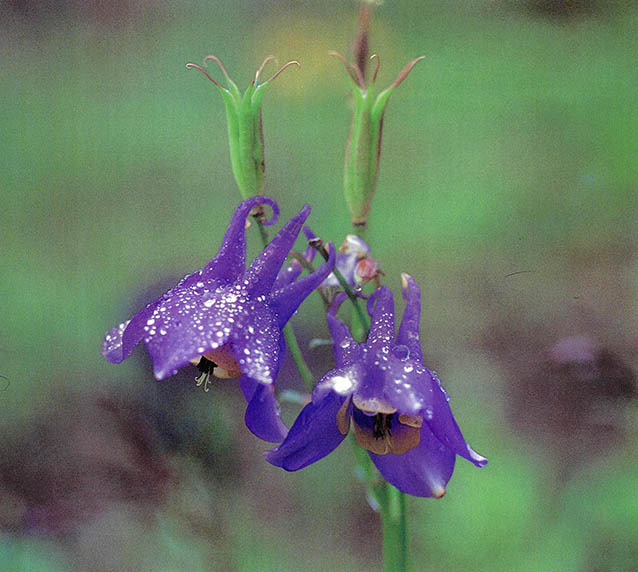 매발톱꽃 Aquilegia buergeriana Sieb.et Zucc.var.oxysepala(Tr.et Meyer) Kitamura^백두산 초원의 빼놓을 수 없는 아름다운 꽃식물이며 관상용으로 개발되고 있다.