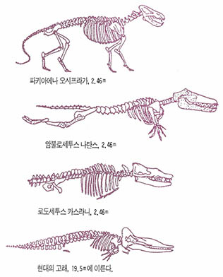 골격은 말한다 : 골격의 발전을 보면 어떻게 고래의 뒷다리와 골반이 흔적만 남게 되고 그와는 달리 등뼈는 유연성을 얻고 목은 짧아지게 되었는지를 알 수 있다. 이러한 변화들을 통해 고래의 몸은 점점 더 유선형으로 변해갔다.