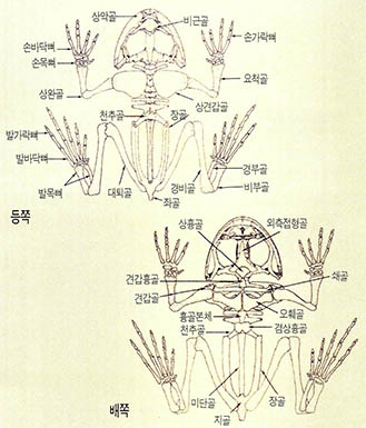 (그림) 개구리 골격