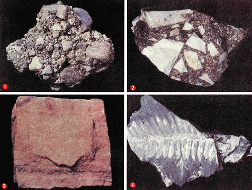 (사진4) 각종 퇴적암(①역암 ②각력암 ③사암 ④화석이 포함된 셰일)