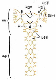 (그림5)바퀴의 신경계