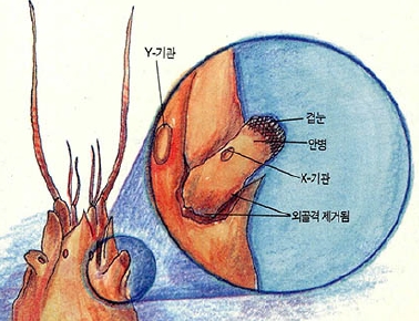 (그림 1)갑각류의 신경계와 내분비 기관