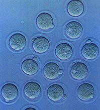 쥐의 수정람. 유성색식에서 각기 감수분열한 성세포는 서로 합쳐져 하나의 새 생명을 이룬다.
