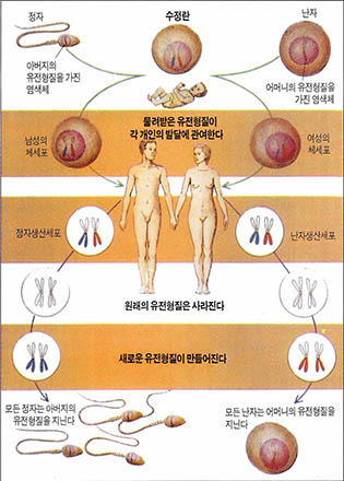 (그림1) 인간의 탄생과 염색체