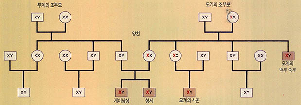 게이 성향을 전하는 유전자 부분이 있다?