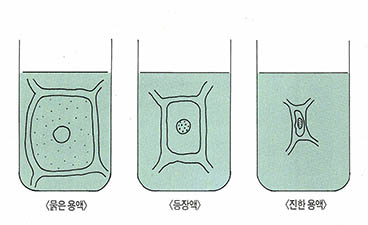 (그림2) 여러가지 농도의 용액에서 세포의 변화