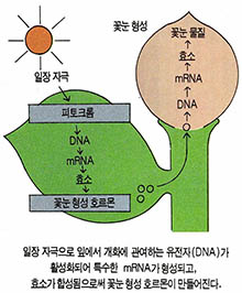 (그림1) 꽃눈 형성의 모식도