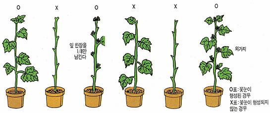 (그림2) 도꼬마리 꽃눈 형성 실험Ⅰ