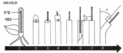 (그림6) 귀리 자엽초의 생장과 옥신 실험Ⅰ^①25-30mm의 곧은 자엽초를 준비. ②끝부분을 2-3mm 자른다. ③,④3시간 후 다시 자엽초를 2-3mm 자른다. ⑤,⑥제1잎을 중간까지 뽑아낸다. ⑦옥신이 들어 있는 우무를 자엽초의 한쪽에 얹는다. ⑧3시간 후에 굴곡도를 측정한다. 자엽초를 두번 잘라내는 것은 조직에서 옥신을 없애기 위해서다. 또, 굴곡시험 중에는 우무가 마르지 않도록 하고, 조작은 적색광 속에서, 시험은 어둠속에서 한다.