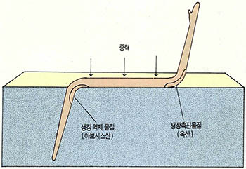 (그림10) 식물의 굴지성과 옥신의 작용