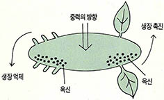 (그림11) 옥신의 이동과 식물의 생장