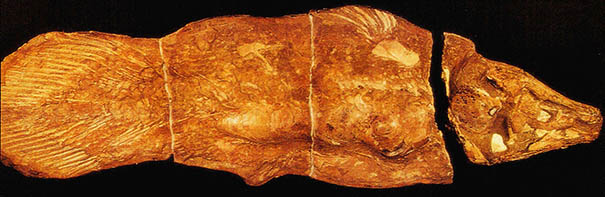 브라질의 백악기 지층(약 1억 1천 5백만년 전)에서 발견된 시일라캔스 화석