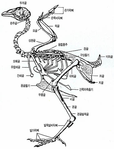 닭의 전신골격 구조도