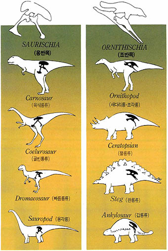 (그림5) 골반구조에 따른 공룡분류
