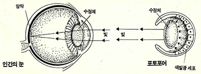 (그림1) 인간의 눈과 오징어 포토포어의 관계^눈은 주변에서 빛을 받아들여 망막에 모은다. 오징어의 포토포어는 빛을 밖으로 발산한다. 그러나 두 경우 모두 똑같은 종류의 단백질이 수정체를 형성한다.