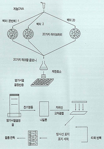 DNA 염기서열 결정적인 다중법