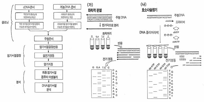 DNA염기서열결정법의 전통적 방법. 화학적 방법(가)과 효소적 방법(나)