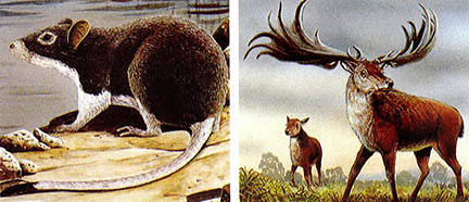 마그티니크섬에 살던 사향쥐,서식지파괴로 1902년멸종됐다(왼쪽). 빙하기에 멸종한 아일랜드 큰사라슴(오른쪽)