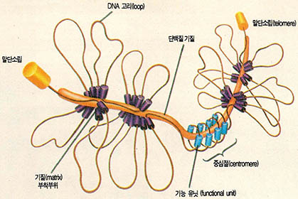 인간 염색체의 구조