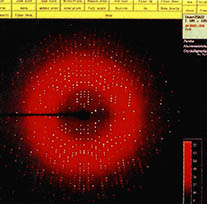 (그림5)회절 X선 사진^단백질 결정에 의해 회절된 X선에 의해 감광된 X선 감지판을 컴퓨터 화면에 나타낸 사진이다.