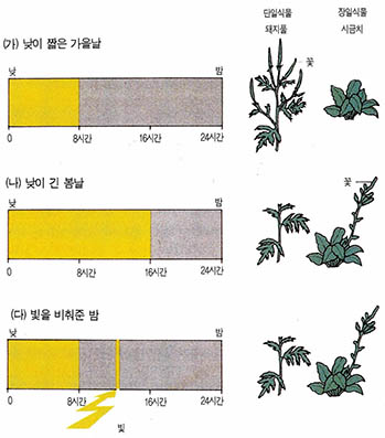 (그림2)명암주기가 조절하는 꽃의 개화시기