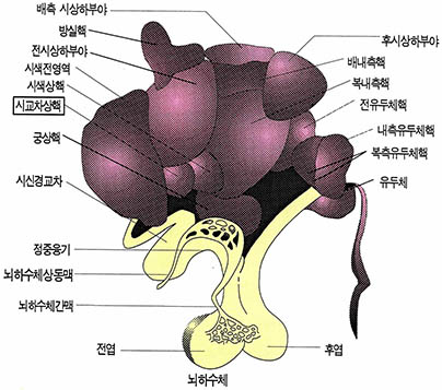 (그림6)사람의 시교차상핵이 있는 부위