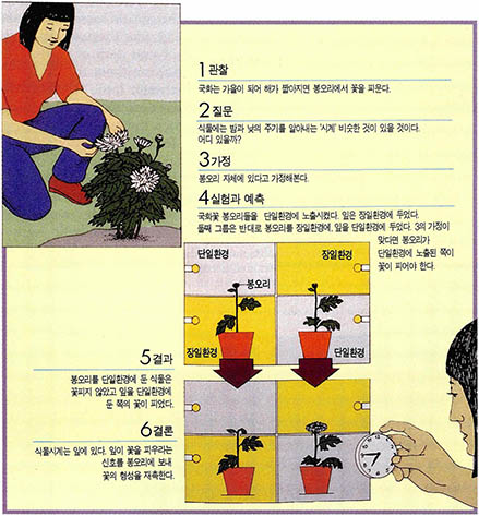 (그림1)국화꽃이 피는 메커니즘