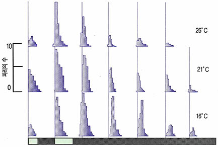 (그림1)초파리의 우화리듬^(3종류의 온도조건에서 명-암 12:12의 주기를 준 뒤,명-명 환경에 처리했다)