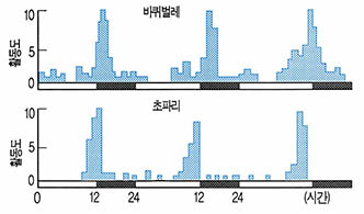 (그림2)바퀴벌레와 초파리의 일주성 리듬