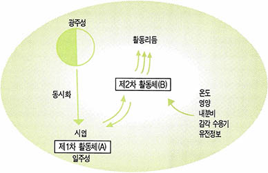 (그림3)광주기와 일주성 리듬을 가진 활동계와의 관계