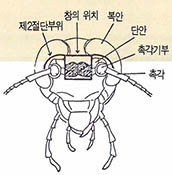 (그림5)바퀴벌레의 얼굴