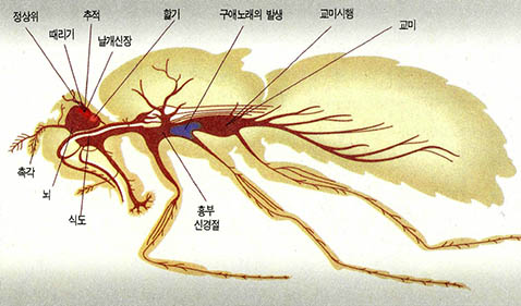 초파리의 단계별 구애행위를 지배하는 중추신경계 부위