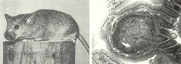 유전공학적 방법을 통해 생산한 대장암에 걸린 마우스(왼족)과 그 융모