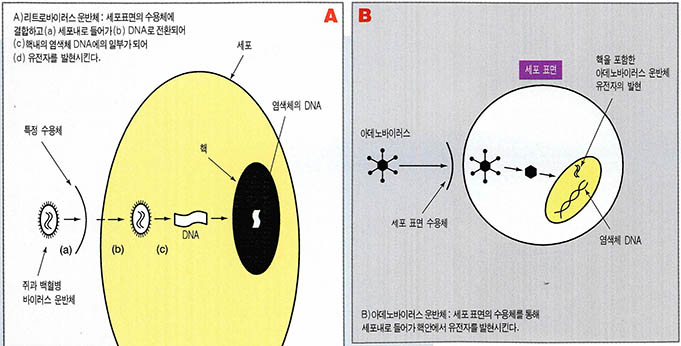 (그림3)리트로 바이러스 운반체(A)와 아데노바이러스 운반체(B)