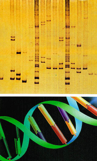 유전자 지문, 범인 색출·친자감별의 해결사