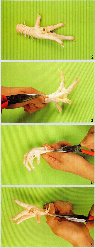 실험1 닭발의 힘줄을 이용한 움직임 관찰