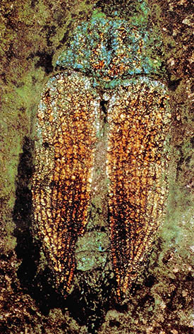5천만년 전 딱정벌레 화석