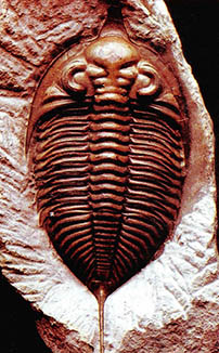 2억5천만년 전삼엽충 화석