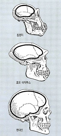 뇌의 크기 비교