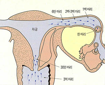 체내에서 정자가 난자까지 도달하는 과정