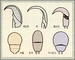 동물의 다양한 정자모습