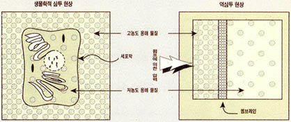 생물학적 삼투 현상과 역삼투 현상의 비교